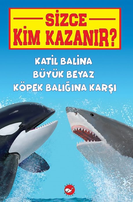 Sizce Kim Kazanır? Katil Balina Büyük Beyaz Köpek Balığına Karşı